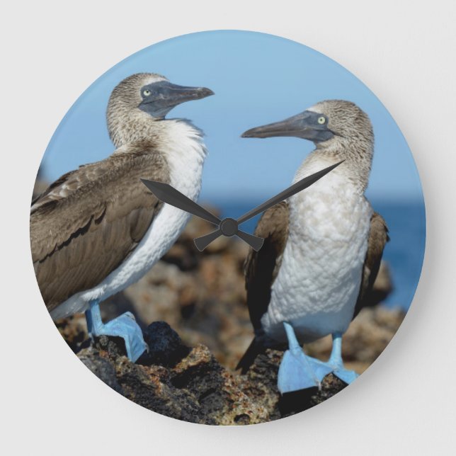Relógio Grande Ilhas Galápagos, ilha de Isabela (Frente)