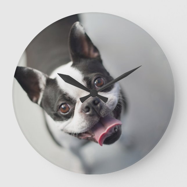 Relógio Grande Imagens Getty | Buldogue francês (Frente)