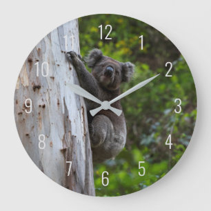 Relógio Grande Koala Cute Animal numa Árvore Austrália