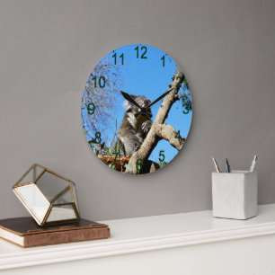 Relógio Grande Koala Tem Tempo Para Refletir Sobre A Vida,