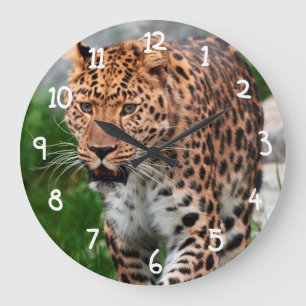 Relógio Grande Leopardo no selvagem