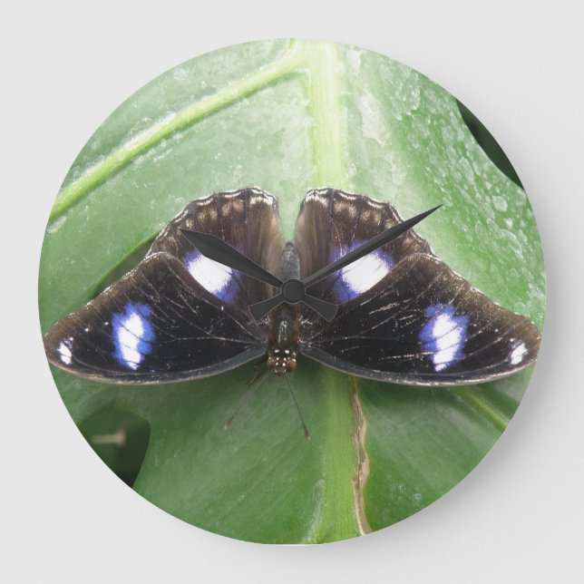 Relógio Grande Linda parede de borboleta azul tocada (Frente)