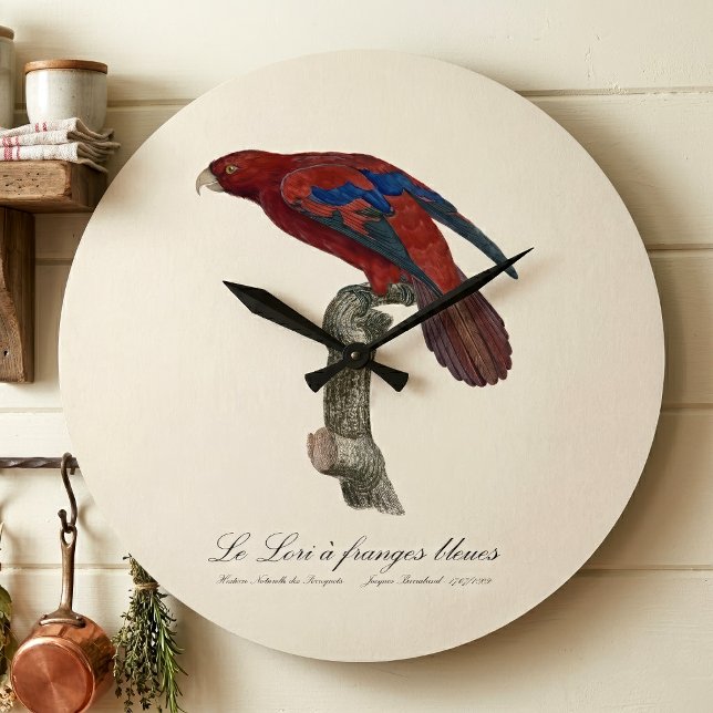 Relógio Grande Lório-de-cauda-vermelha, Trichoglossus borneus (Long-Tailed Red Lory, Trichoglossus borneus. Large Clock)