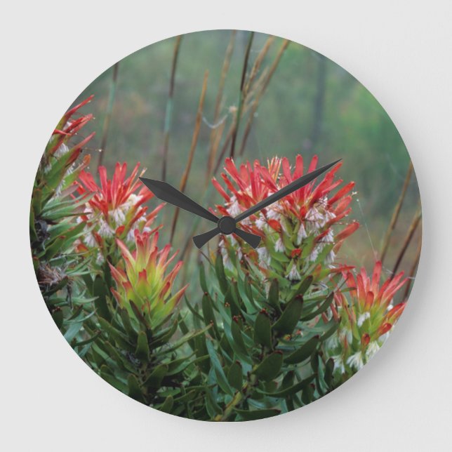 Relógio Grande Mimetes (Mimetes Cucullatus) (Frente)