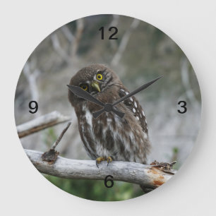Relógio Grande Norte Pygmy Owl