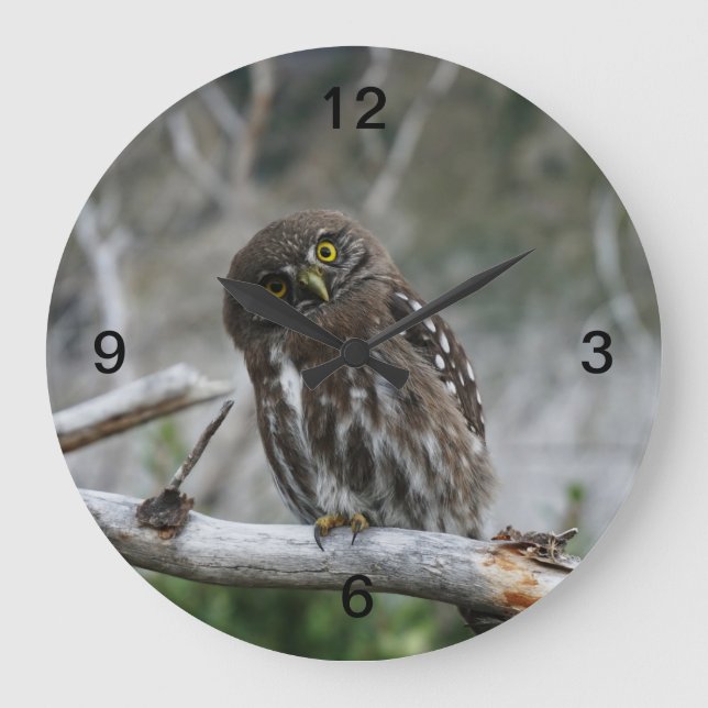 Relógio Grande Norte Pygmy Owl (Frente)