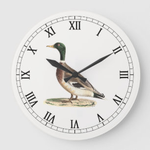 Relógio Grande O Pato-de-Alá ou Selvagem (Anas platyrhynchos)