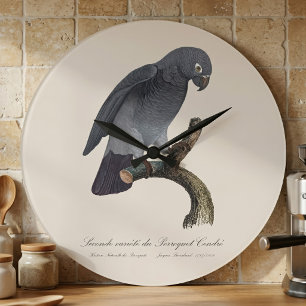 Relógio Grande Papagaio-Cinzento-de-Timneh, Psittacus Timneh