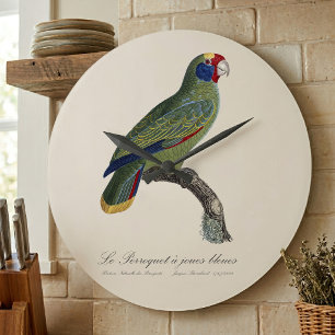 Relógio Grande Papagaio-de-cauda-vermelha, Amazona Brasiliensis