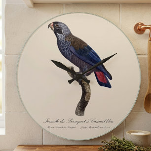 Relógio Grande Papagaio-escuro ou Pionus-escuro, Pionus fuscus