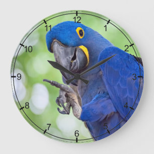 Relógio Grande Pássaro do Macaw do jacinto