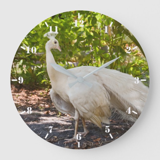 Relógio Grande Pavão branco de pavão (Frente)