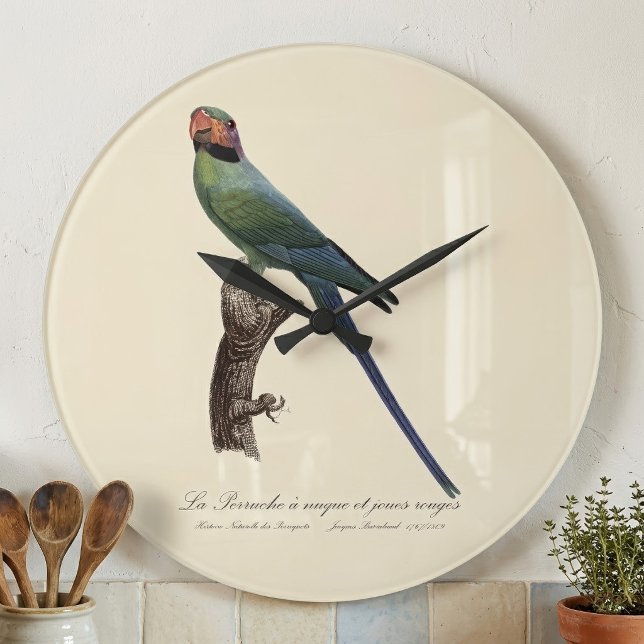 Relógio Grande Periquito-de-cauda-longa, Psittacula Longicauda (Long-Tailed Parakeet, Psittacula Longicauda. Large Clock)