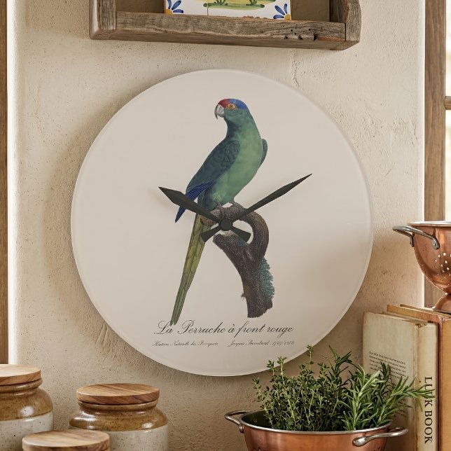 Relógio Grande Periquito-de-testa-laranja, Eupsittula Canicularis (Orange-Fronted Parakeet, Eupsittula Canicularis. Large Clock)