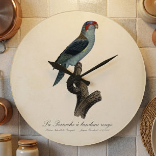 Relógio Grande Periquito-musk / Periquito-de-bandeira-vermelha