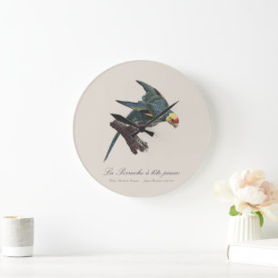 Relógio Grande Perruche a Tete Jaune / periquito Carolina