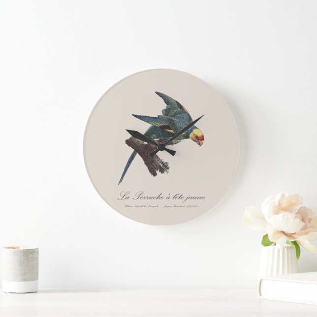 Relógio Grande Perruche a Tete Jaune / periquito Carolina (Lar)