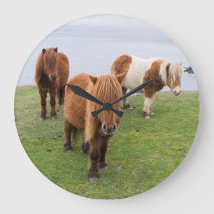 Relógio Grande Pônei de Shetland no pasto perto dos penhascos