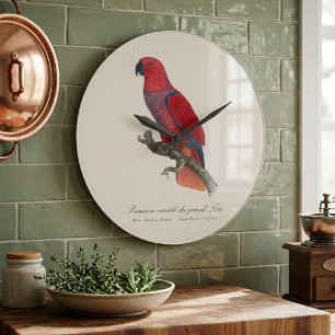 Relógio Grande Primeira variedade do grande Lori / Papagaio Eclec