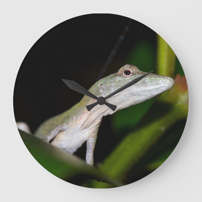 Relógio Grande Pulso de disparo do occultus do Anolis (Frente)