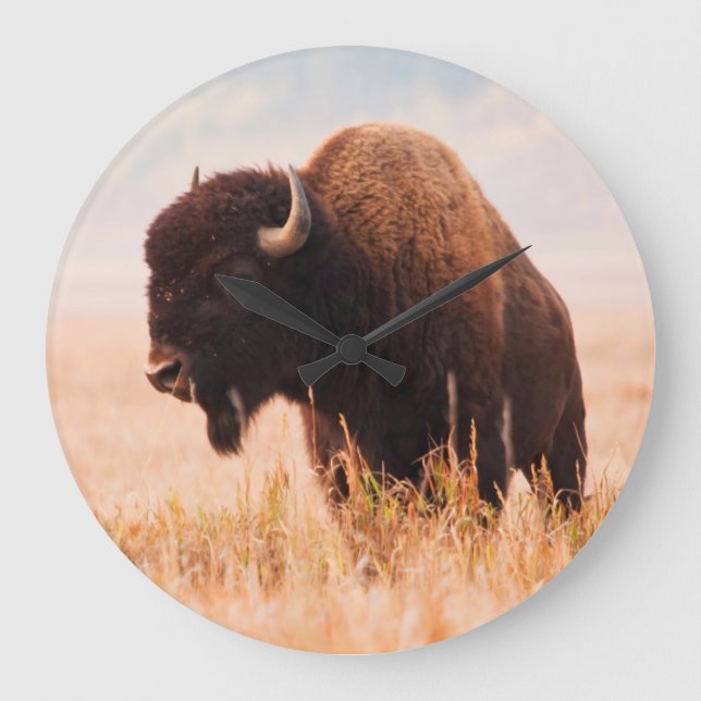 Relógio Grande Rebanho de Bisontes Americanos (Bison Bison) em Te (Frente)