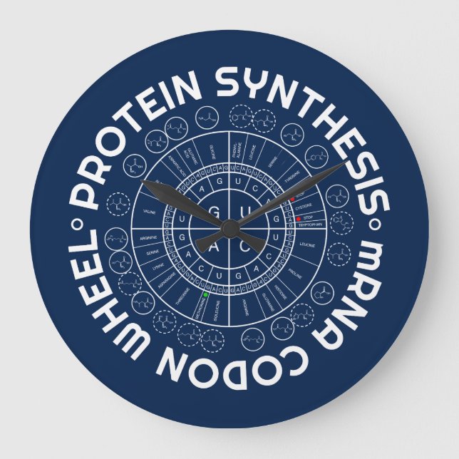 Relógio Grande SÍNTESE da PROTEÍNA - mRNA à RODA do CODON do (Frente)