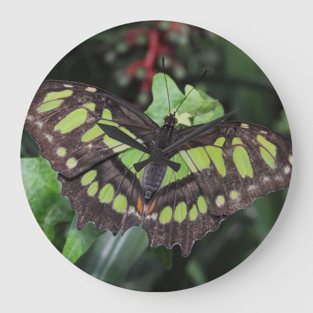 Relógio Grande Siproeta stelenes (Frente)