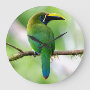 Relógio Grande Tucanuçu-verde-do-norte na Costa Rica