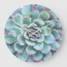 Turquesa Suculento Echeveria