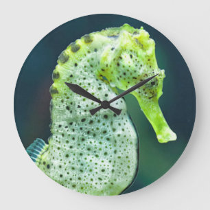 Relógio Grande Um cavalo marinho bonito de Knysna