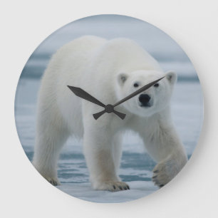 Relógio Grande Urso Polar, Ursus Maritimus, Adulto