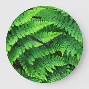 Relógio Grande USA, Washington, Olympic National Park, Athyrium