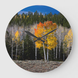 Relógio Grande Utah, EUA. Árvores Aspen (Populus Tremuloides) 2
