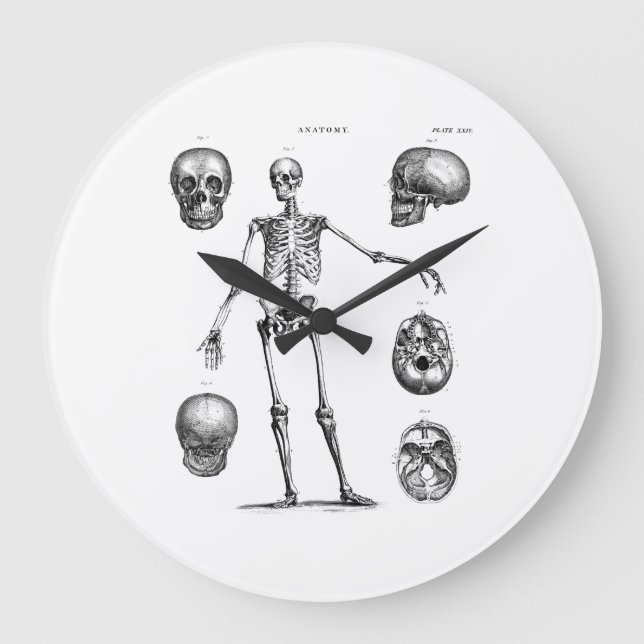 Relógio Grande Vintage 1800s Skeleton Antique Anatomy Skeletons (Frente)