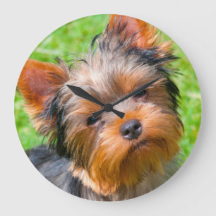 Relógio Grande Yorkshire terrier que olha acima
