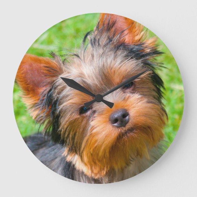 Relógio Grande Yorkshire terrier que olha acima (Frente)