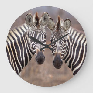 Relógio Grande Zebras lisas, parque nacional de Kruger