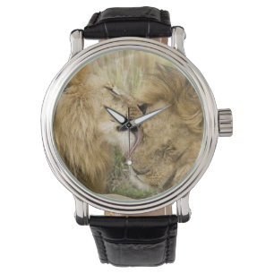Relógio Kenya, Masai Mara. Fim-acima de um leão masculino