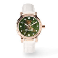 Lobo Cinza bonito numa Floresta Escura