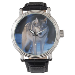 Relógio lobo cinzento, lúpus de Canis, nos montes dos 3