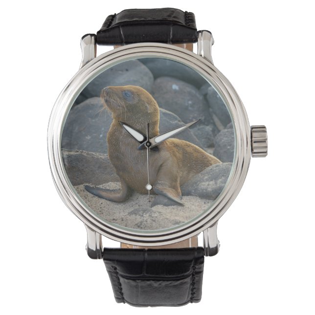 Relógio Lobo-marinho-das-galápagos (Frente)