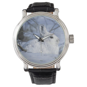 Relógio NA, EUA, Alaska. Animais selvagens nacionais