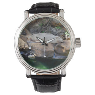 Relógio O Engraçado Leão Branco Dormindo Em Rochas,  