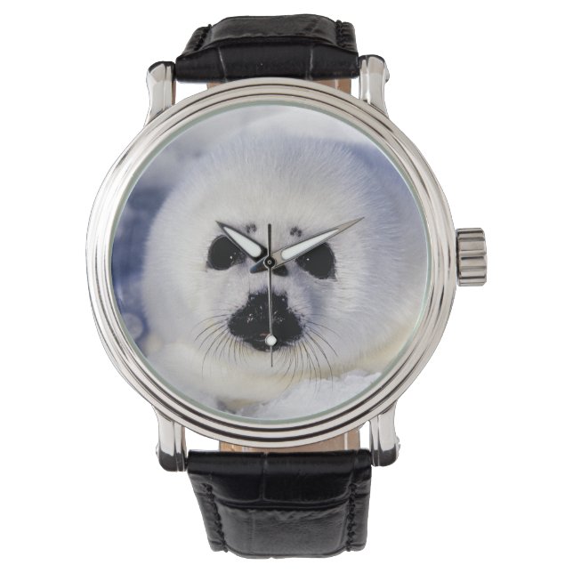 Relógio O golfo de Rua, o golfo de foca-harpa. (Frente)