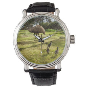 Relógio Penas e Pistas: Um Pai Emu Com Pintinhos