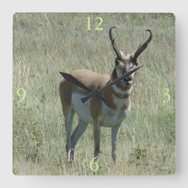 Relógio Quadrado A13 Pronghorn Antelope Buck (Frente)