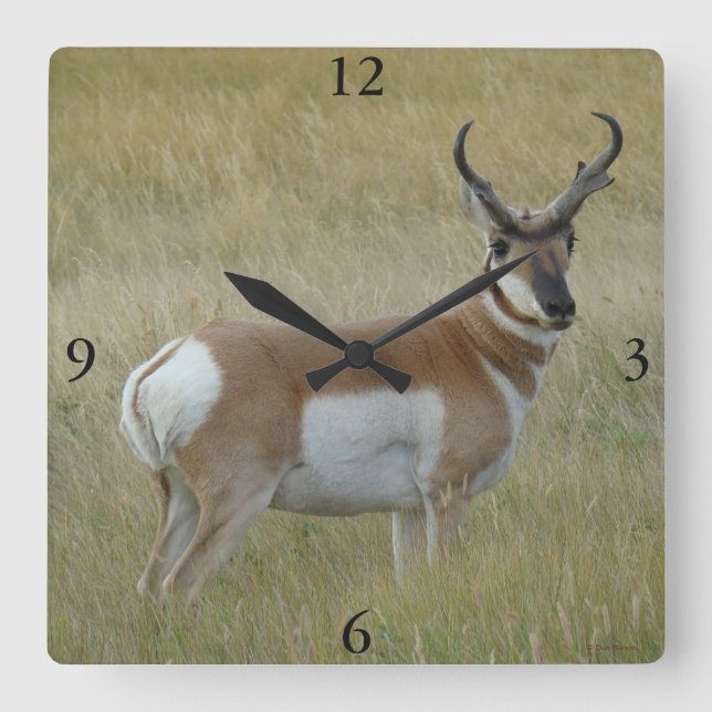 Relógio Quadrado A1 Pronghorn Antelope Big Buck (Frente)