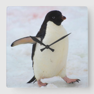 Relógio Quadrado A Antártica. Ilha de Petermann. Pinguim de Adelie