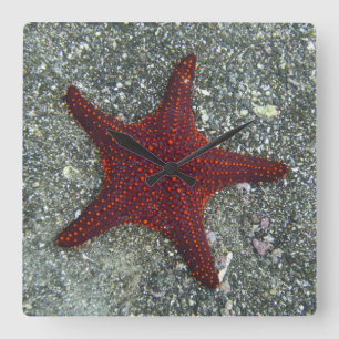 Relógio Quadrado A Red Starfish   Galapagos, Equador