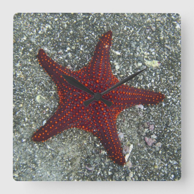 Relógio Quadrado A Red Starfish | Galapagos, Equador (Frente)